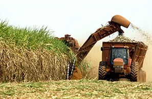O Paraná vai processar 42 milhões de toneladas de cana-de-açúcar nesta safra